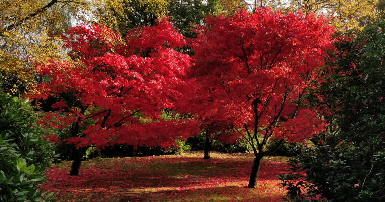 Ludshott Manor Gardens in Autumn